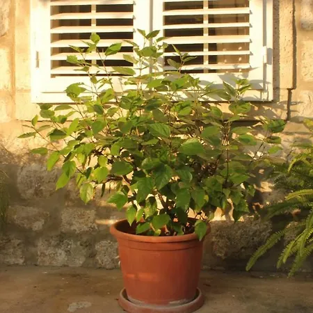 Seaside House Mokosica, Dubrovnik - 8584 Дом отдыха *